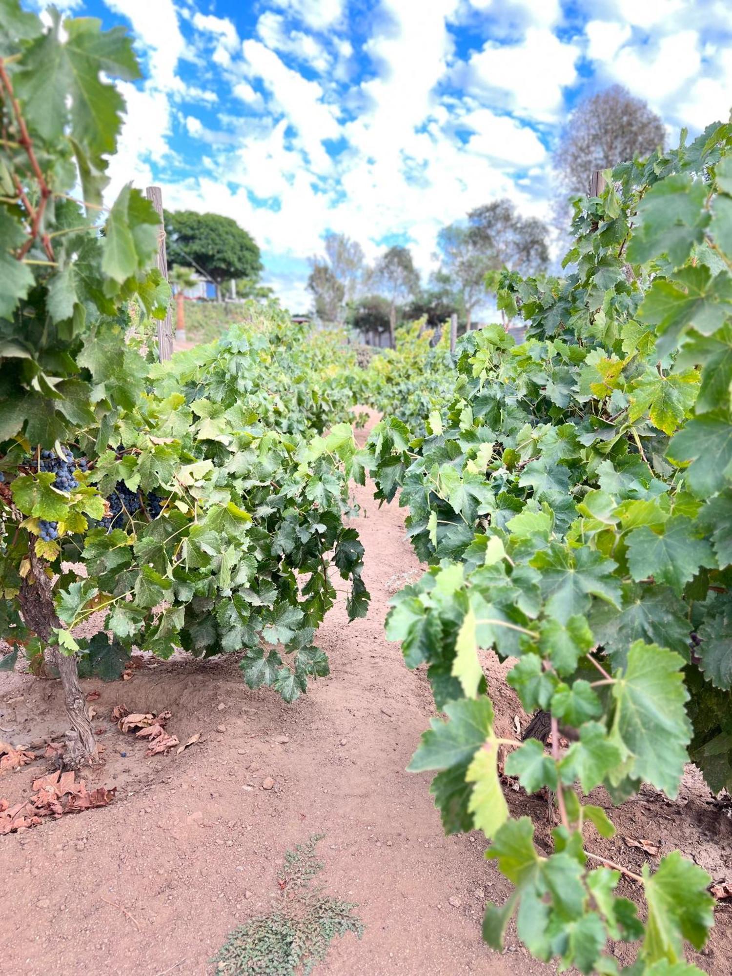 Rancho Matalote En Valle De Guadalupe Luaran gambar